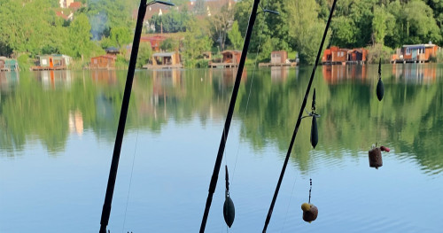 Comment pêcher la carpe en étang surpêché ?