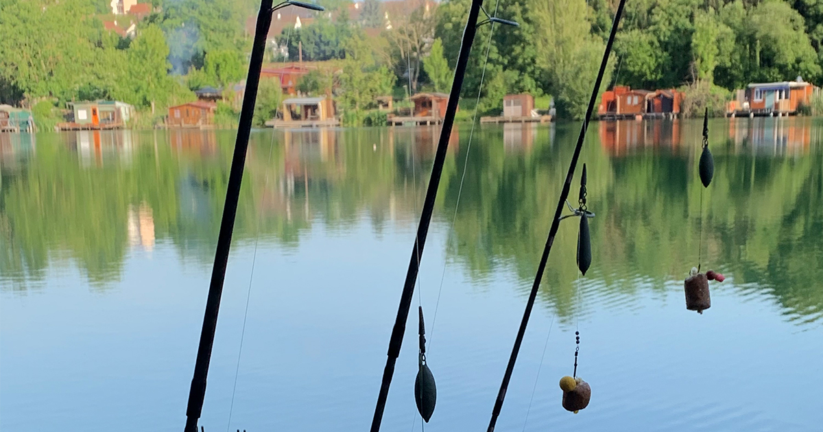 Comment pêcher la carpe en étang surpêché ?