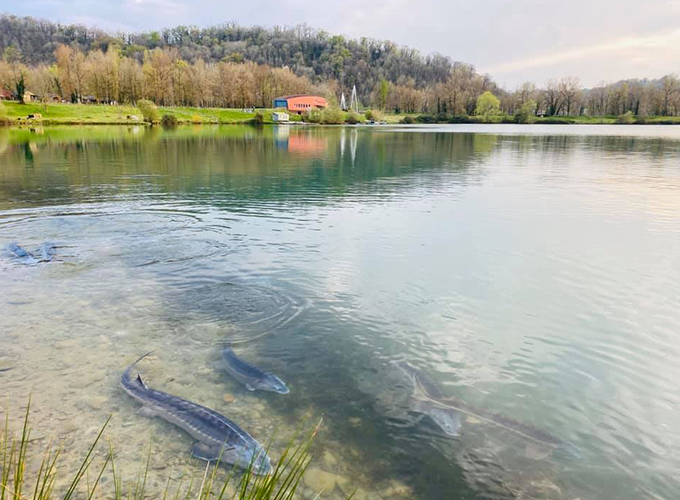 Iktus Béarn - Lac Sturgeon