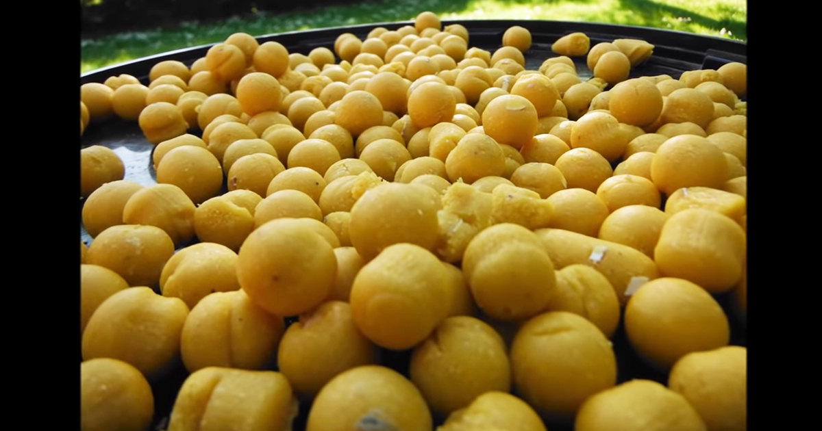 Pêcher la carpe : mini bouillette et taille des appâts