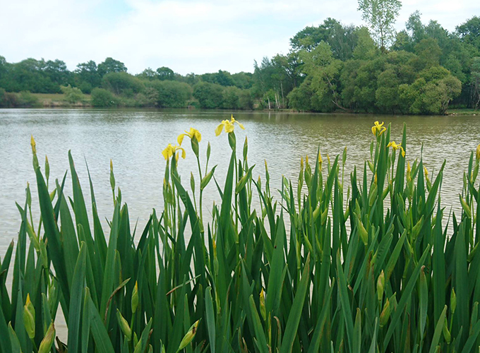 L'étang du carpiste